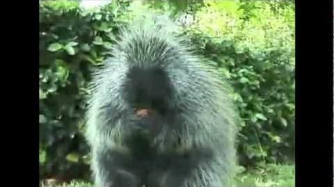 Porcupine Eating A Carrot - Song by Parry Gripp