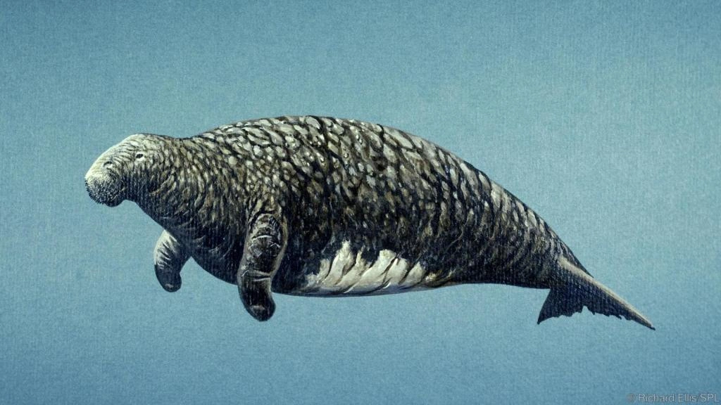 Steller's sea cow | Extinct Animals Wiki | Fandom