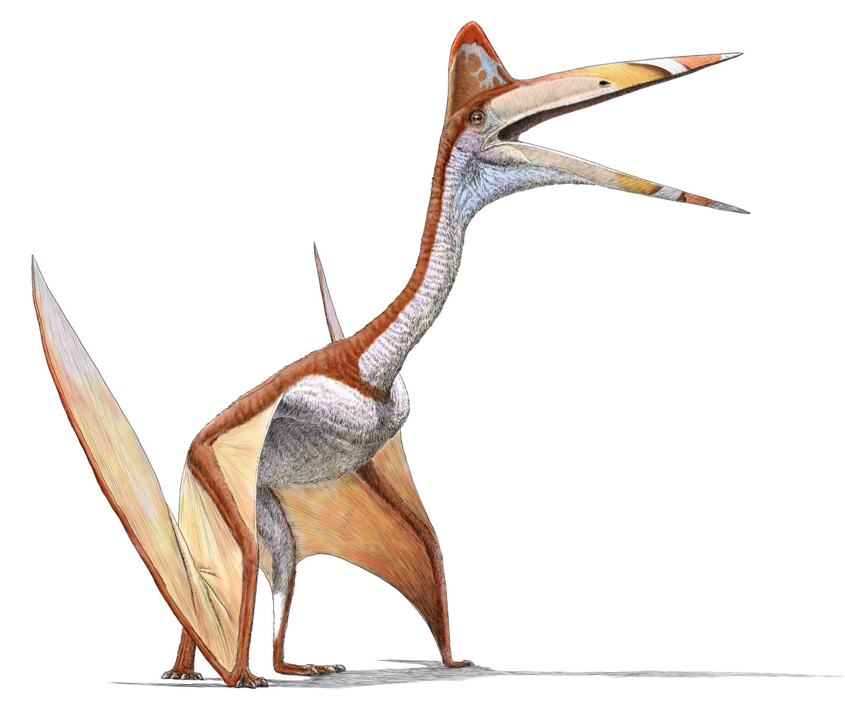 Cryodrakon extinct animals wiki fandom