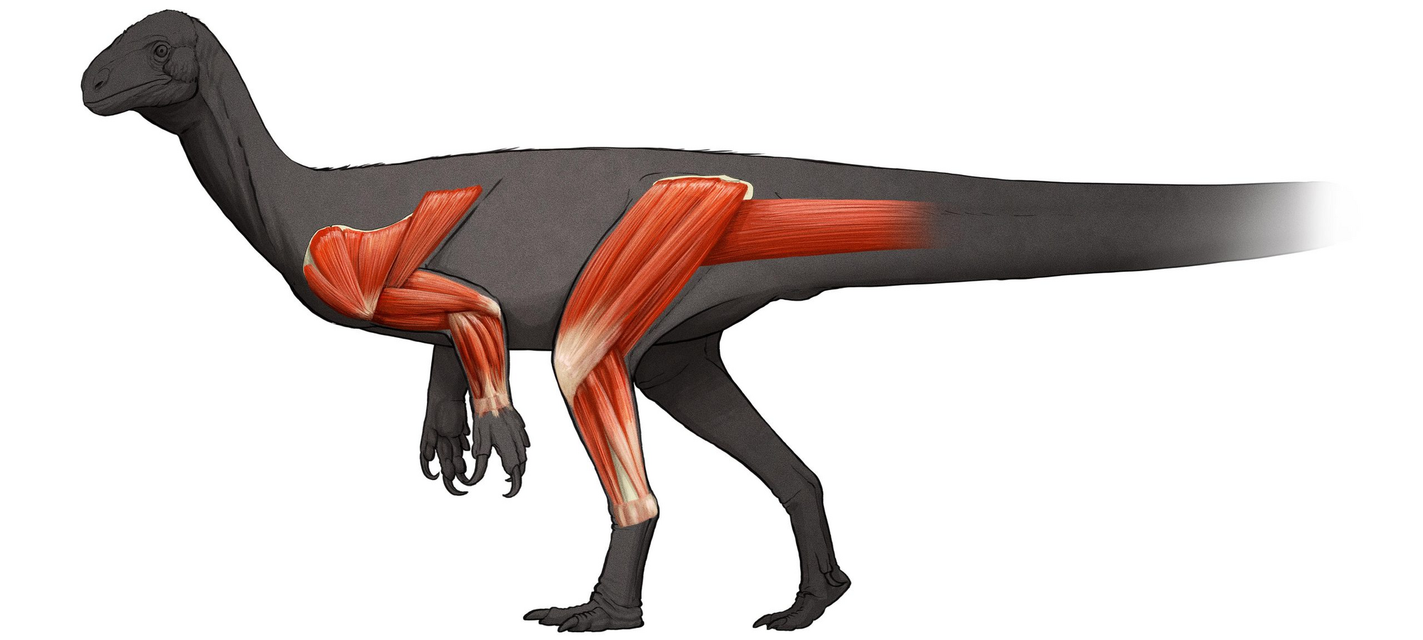 Thecodontosaurus Extinct Animals Wiki Fandom