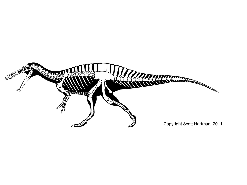 Suchomimus ("Crocodile mimic") is a genus of large spinos...