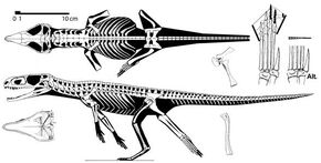 Gracilisuchus - David Peters