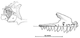 Marasuchus skull rec