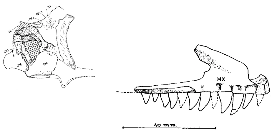 Marasuchus Dinosaur Wiki Fandom