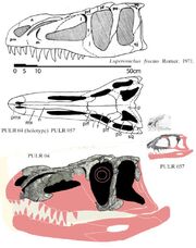 Luperosuchus -1(Skull)