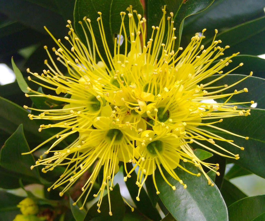 Xanthostemon chrysanthus