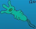 Nibbling Kelpeg (Cnidolium microankylobrachium)