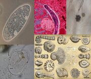 Protist Collage