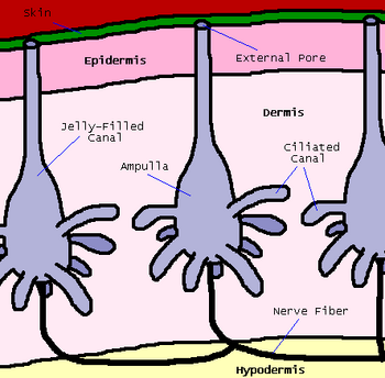 Ampullae Diagram