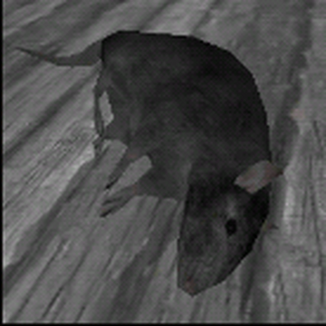 Rodents, Eyes the horror game Wiki