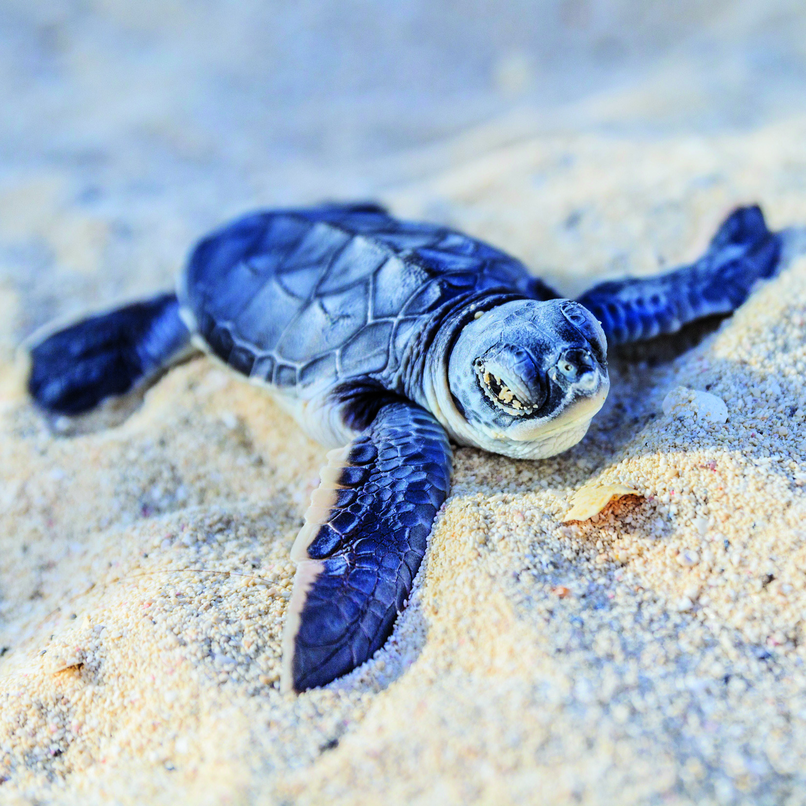 Blue Back Turtle | Eỹrthr̃uosus Religion Wiki | Fandom Blue Back Turtle | Eỹrthr̃uosus Religion Wiki | Fandom