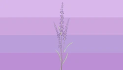 Lavenderaestic2.png