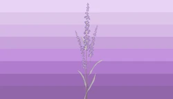 Lavenderaestic.png