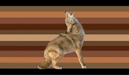 Coyote coyotes by @neopronounz.flagz.png (137 KB) Coyote coyotes by @neopronounz.flagz