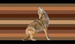 Coyote coyotes by @neopronounz.flagz.png