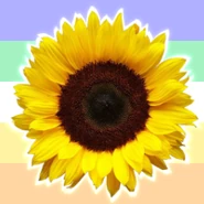 Sunflower opalian