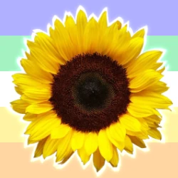 Sunflower opalian.png