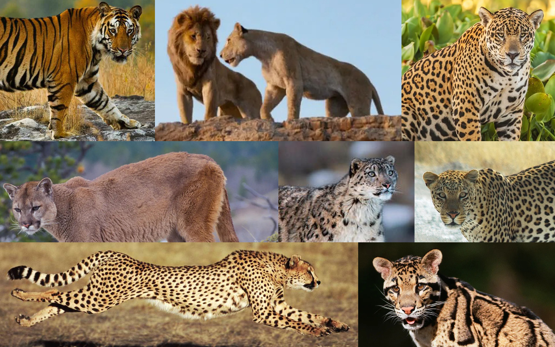 tiger vs lion vs jaguar vs cheetah