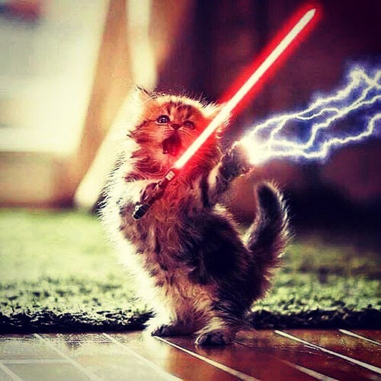 cats fighting with lightsabers