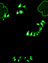 Swordf09's avatar