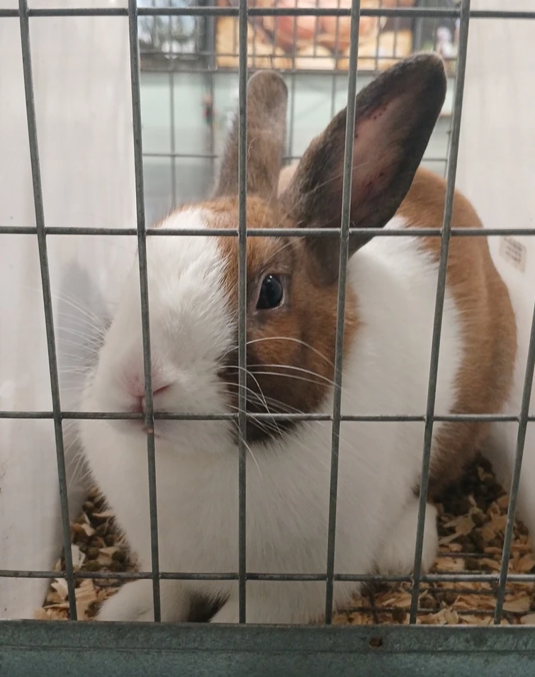 Discuss Everything About 34 Rabbits Wiki | Fandom