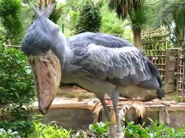 Shoebill storks make some strange noises