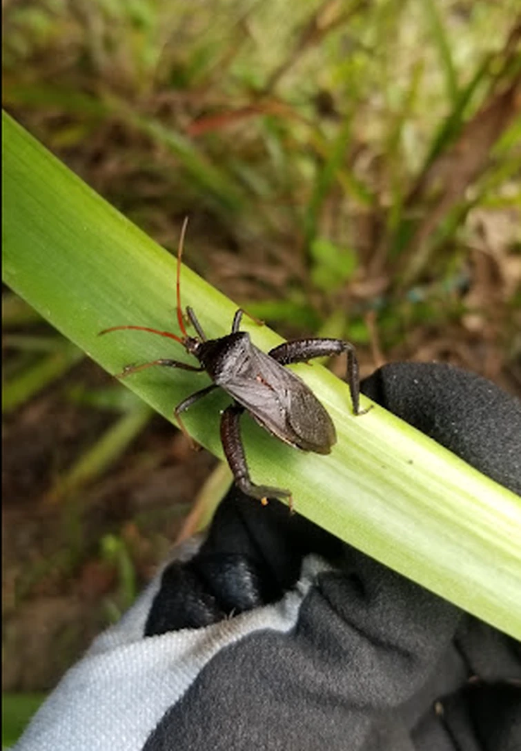 Dummy thicc bug Fandom