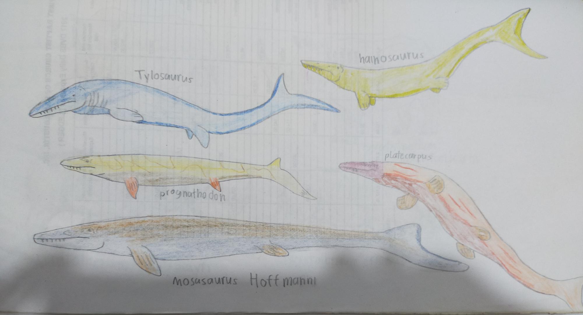 Featured image of post Mosasaurus Drawing Here is a picture of a mosasaurus arena at the new jurassic world movie and the dead great white shark was hanging on a hanging