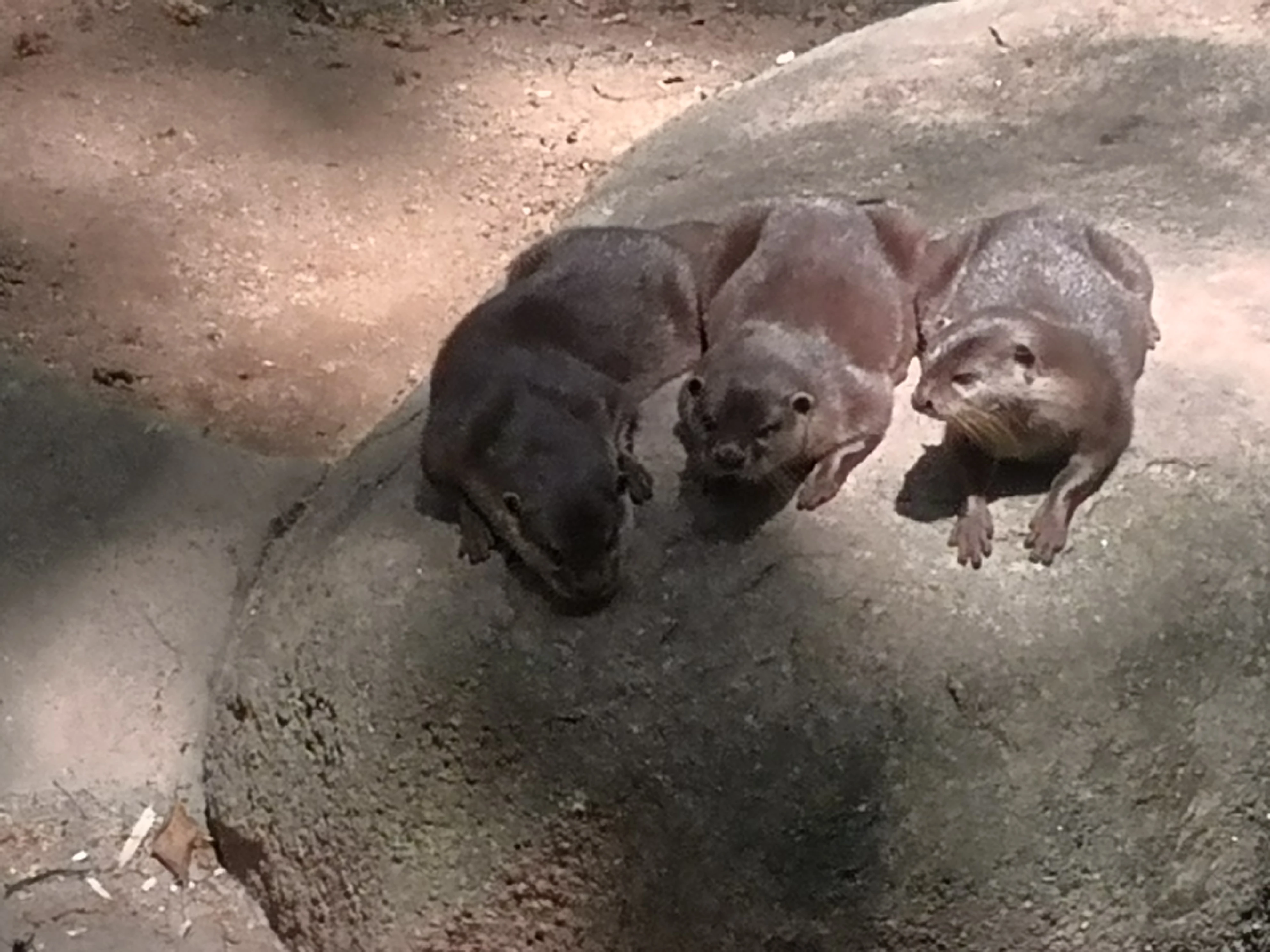 the funny little guys Fandom