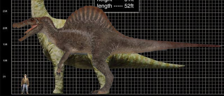 What spinosaurus is bigger?