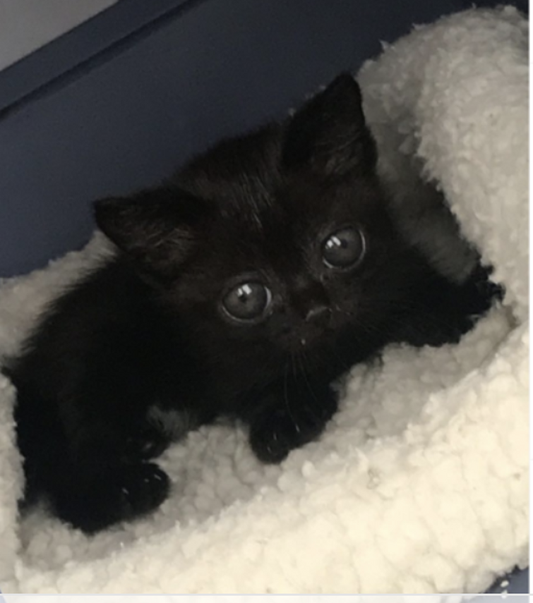 Black Kitten Wednesday Mornings