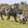 Rhino.Rhino.Rhino