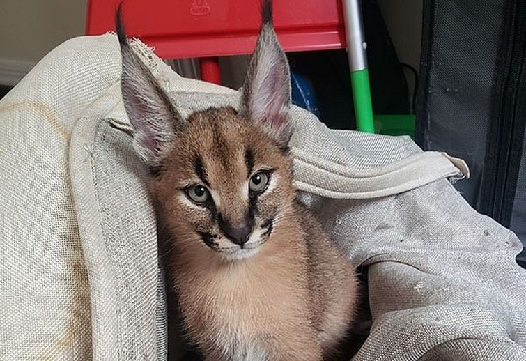 The Story Behind BIG FLOPPA, The Cutest Caracal 