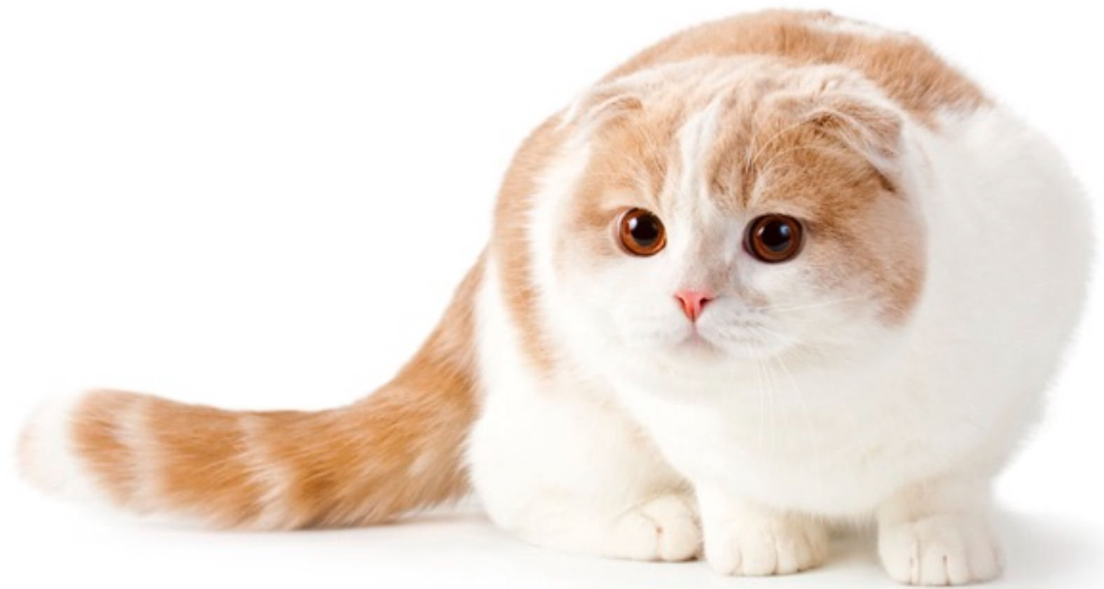 Скоттиш фолд бело рыжий