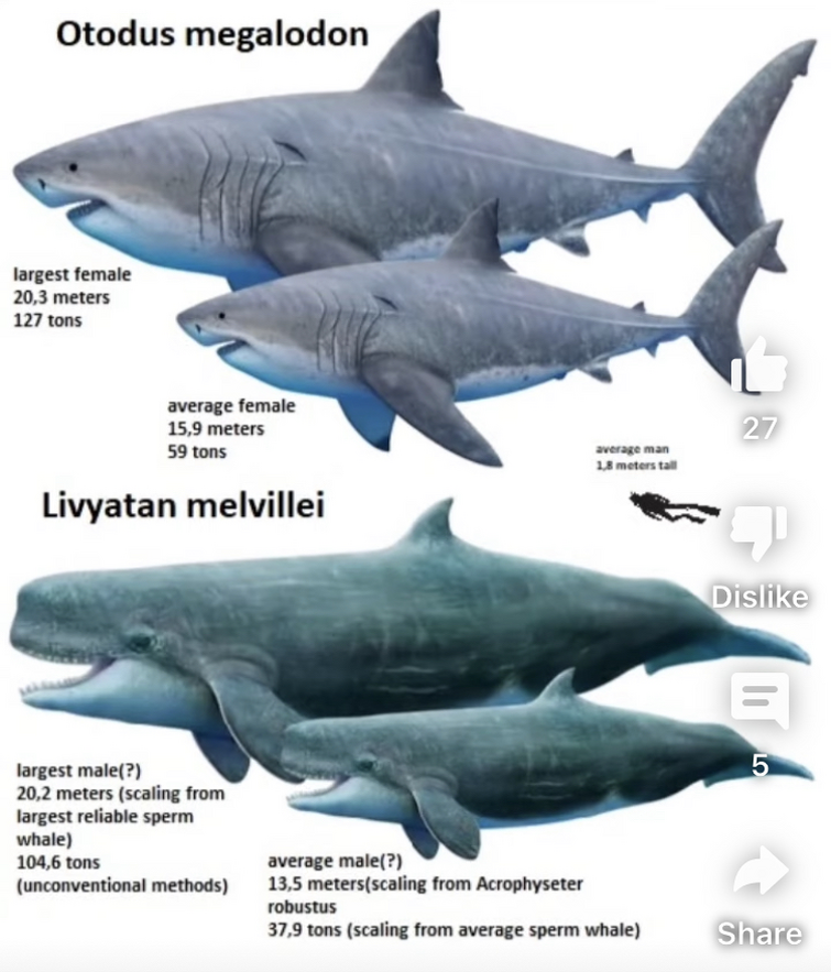 megalodon vs sperm whale