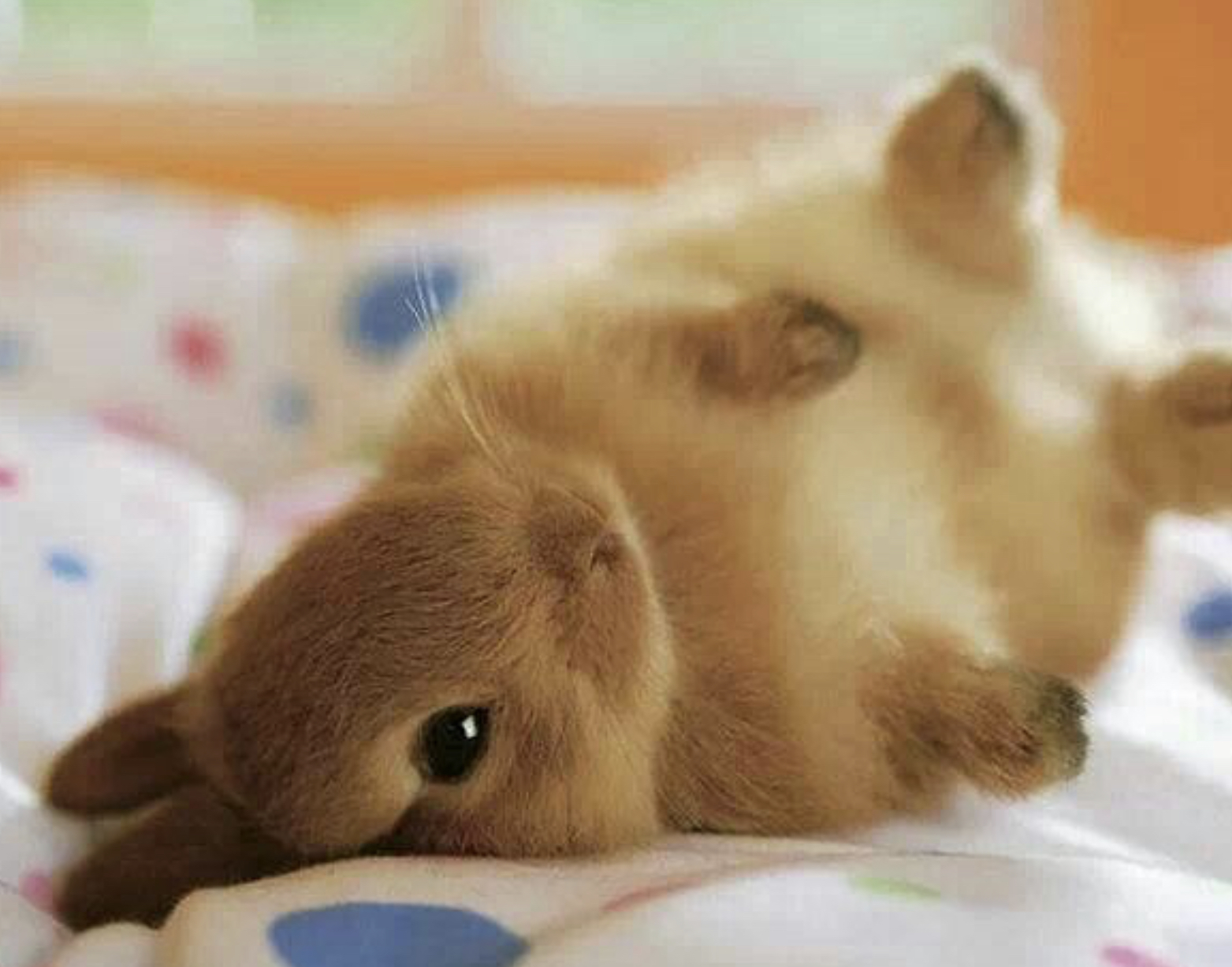 the cutest baby bunny in the world