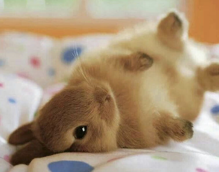 cutest baby bunny in the world