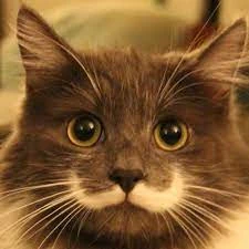 Any feline therians? | Fandom