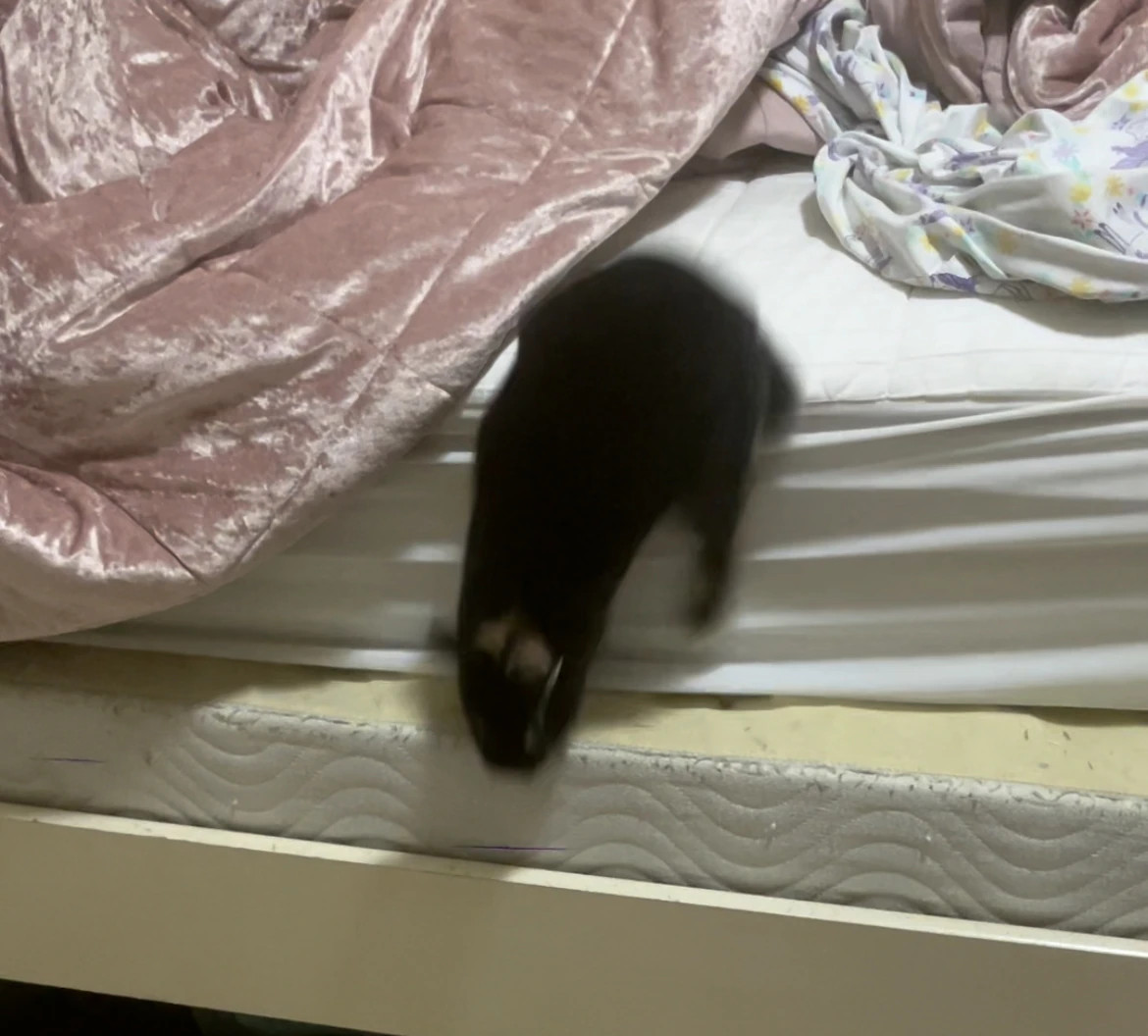 Guess the animal jumping off my bed lol Fandom