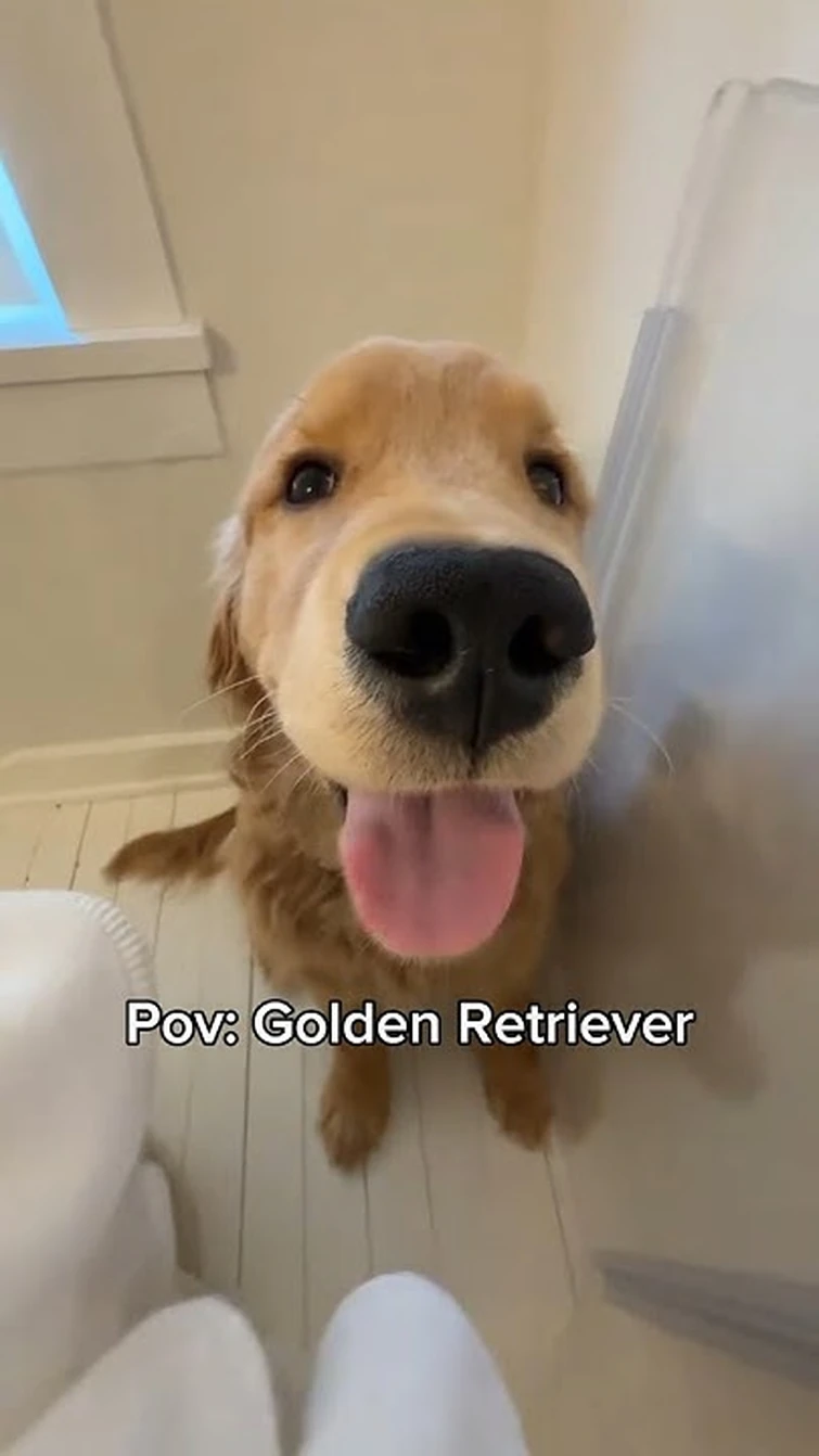 Just be happy with a Golden Retriever❤️‍🩹 #goldenretriever #puppy #dog #cutedog #funny #viral #fypシ