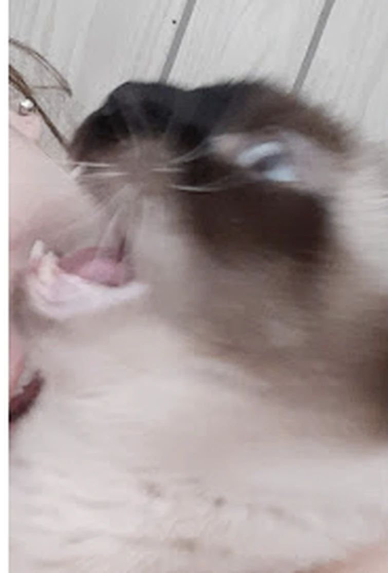 I just wanna wear cat ears without being called a furry Fandom