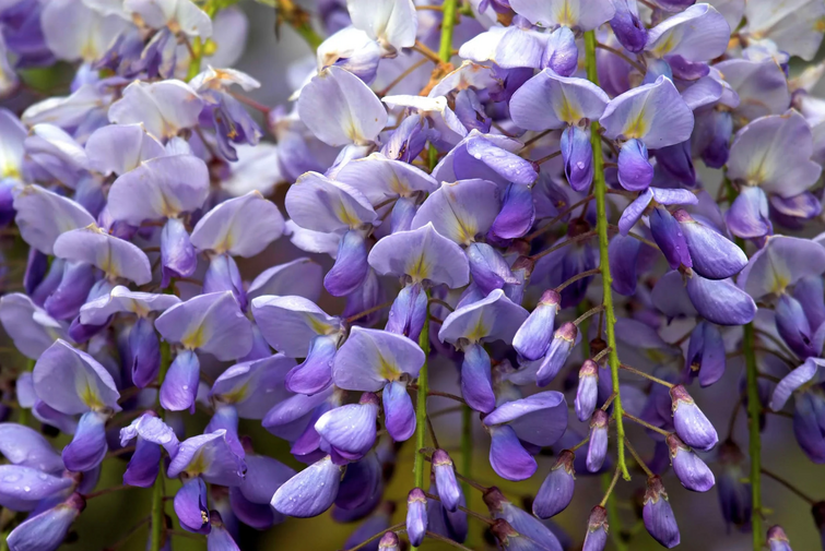 Is wisteria discount toxic to dogs