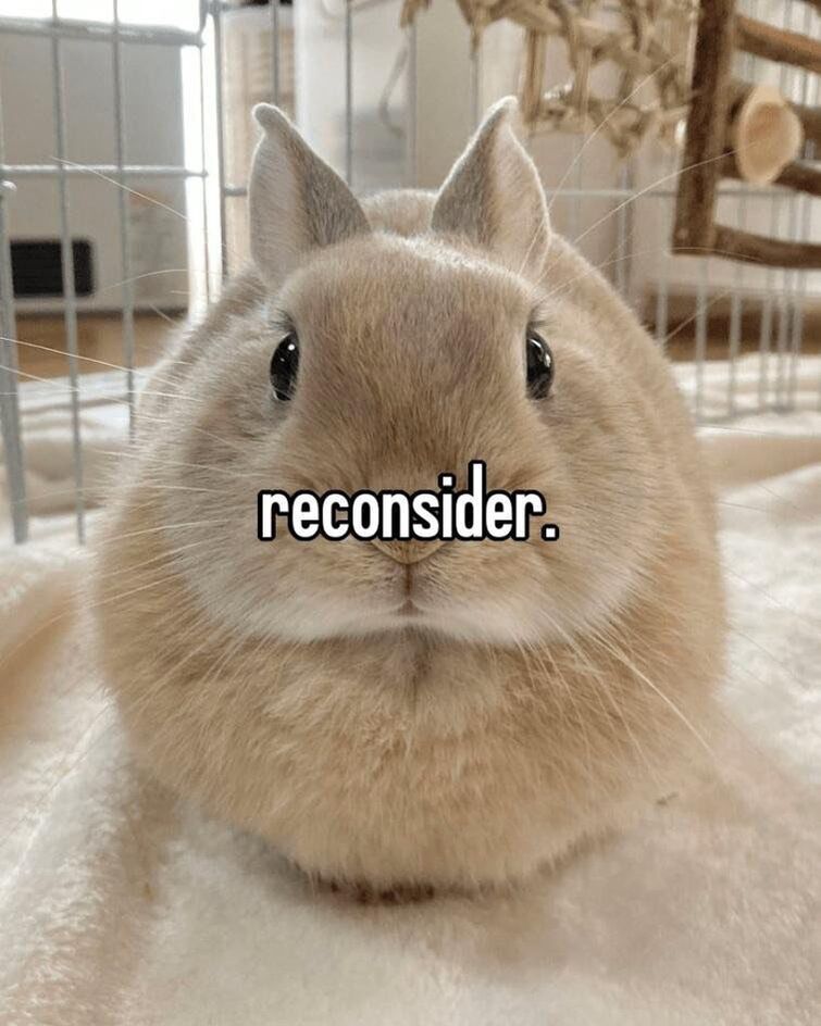 fluffy bunny meme