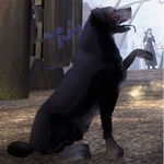 Dog (Fable III), The Fable Wiki