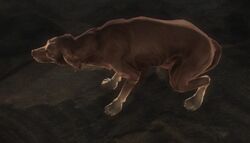 Fable III - Dog Breed Set (App 105412) · SteamDB