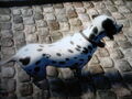 Half Good Dalmatian