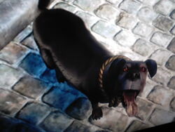 Dog (Fable II), The Fable Wiki