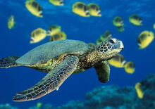 Turtle profilePic.jpg