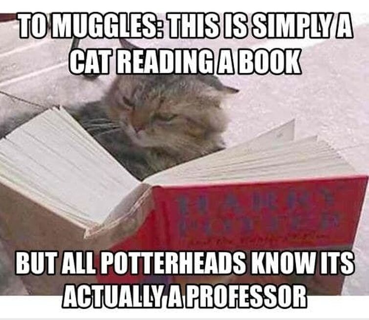 Clean Harry Potter Memes - Pretty much. ~Luna Lovegood