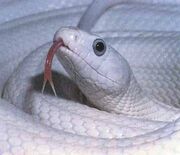 Rat-snake